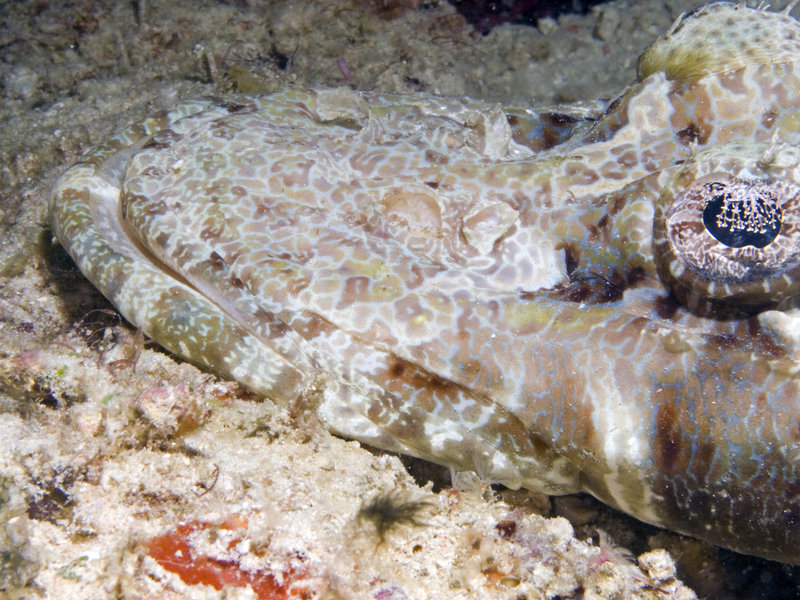 Sibuan, Crocodile Fish